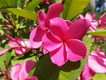 פלומריה ריחנית `שרלוט אברט`