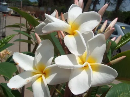 פלומריה ריחנית שפייה