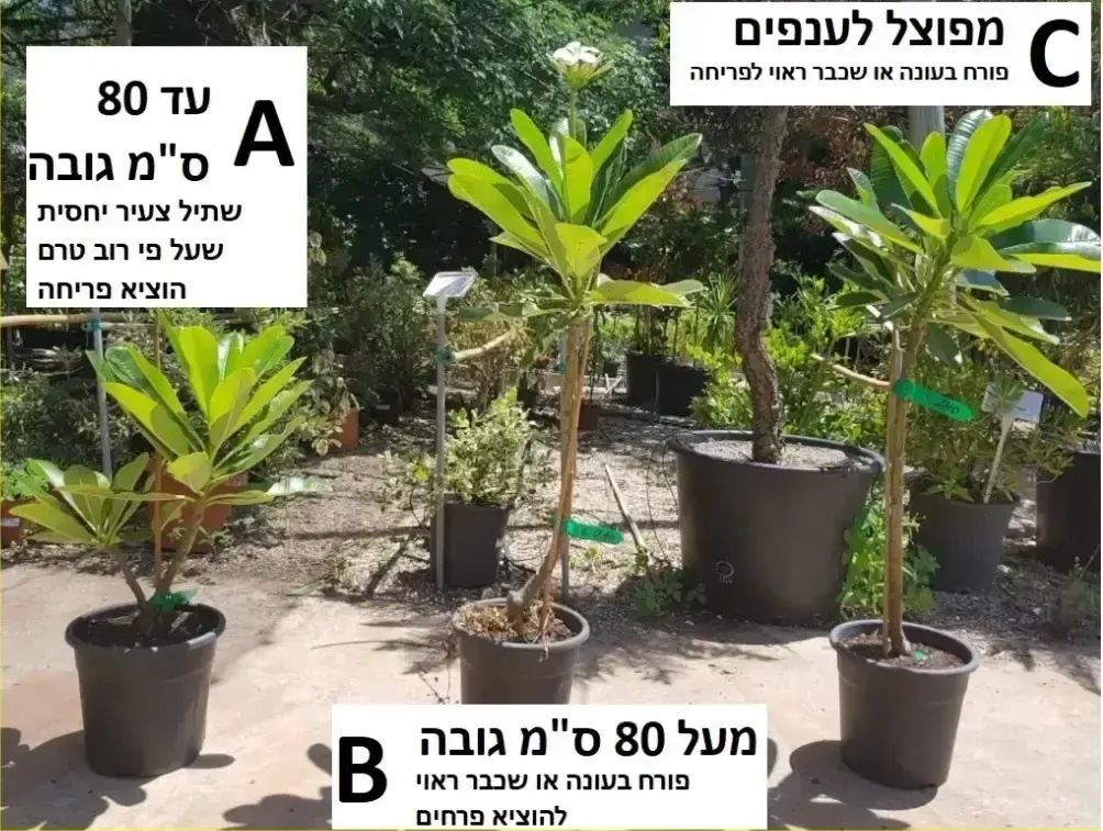 פלומריות מקרא גדלים