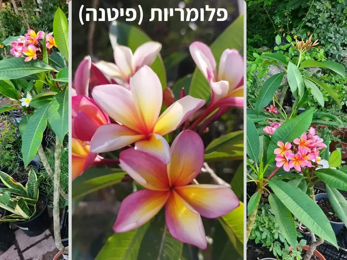 במשתלת קל שתיל  ניתן לבחור ולרכוש את הפלומריה המועדפת עליכם מתוך שפע של זנים המצטיינים בצבעי פסטל חז