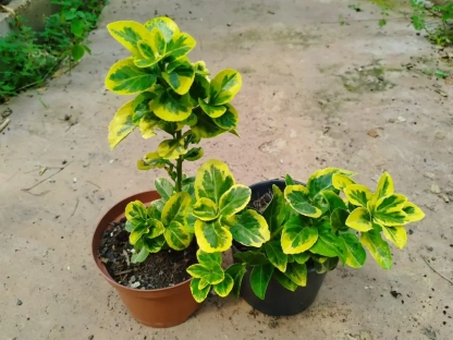 פלכון יפני 'קטן עלים מגוון'