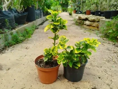 פלכון יפני'קטן עלים' מגוון