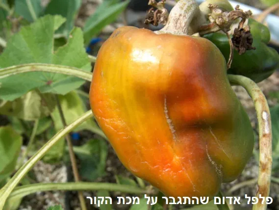 פלפל אדום לאחר קשיי הקרה