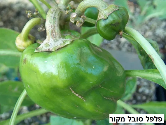 שיחי הפלפל עדיין קטנים יחסית וגם הם סובלים מן הקור