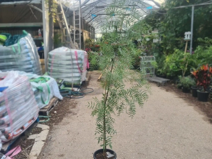 פלפלון בכות