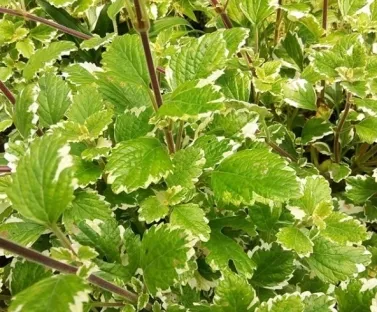 פלקטרנתוס עלה מנטה