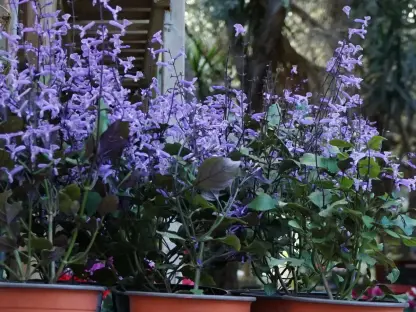 פלקטרנתוס 'מונה לוונדר' עציץ 18 ס"מ