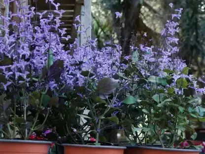 פלקטרנתוס 'מונה לוונדר' עציץ 18 ס"מ