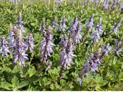 פלקטרנתוס שפתני