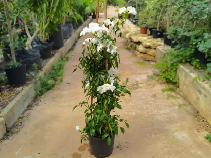 פנדוריה יסמינית ליידי די בפריחה לבנה