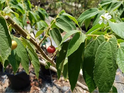 גרגר (דובדבן) פנמה