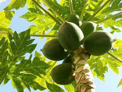 פירות ועלוות פפאיה