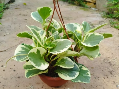 פפרומיה מגוונת