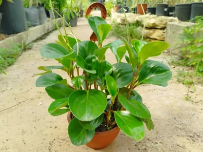 פפרומיה מגניפוליה