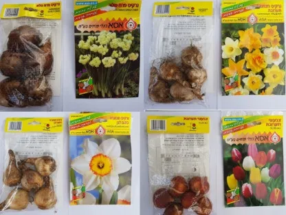 פריחה ופקעות של נרקיסים וצבעונים