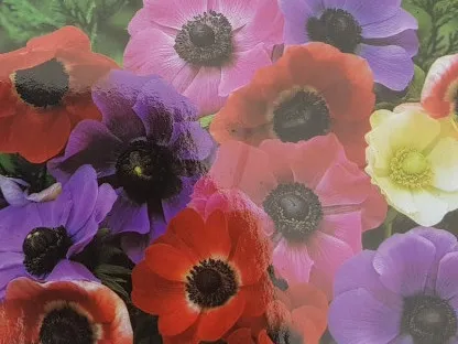 מיקס צבעי פריחות כלנית