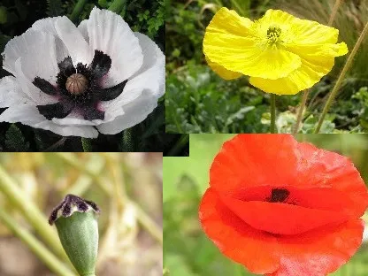 פרגים בשלל צבעים