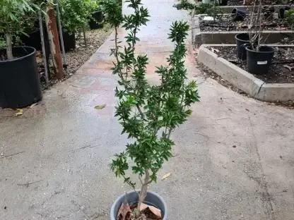 הדס מצוי מפותל (Myrtus communis 'Boetica'