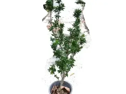 הדס מצוי מפותל - הדס פרוע