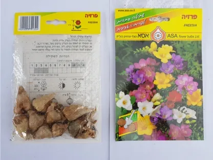 פקעות פרזיה תערובת צבעים