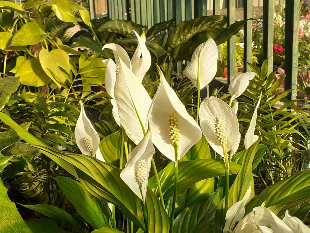 ספטיפיליום פריחה