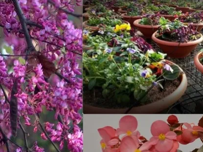 פרחי מאכל (א)