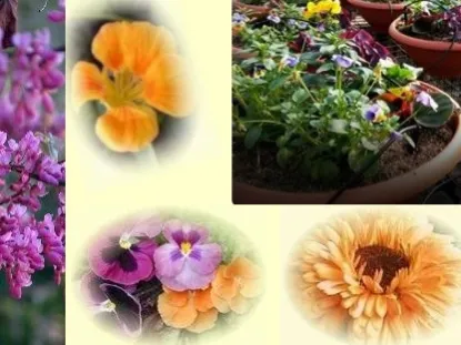 פרחי מאכל (ב)