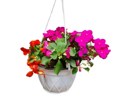 בשמת הגינה בקערת תליה