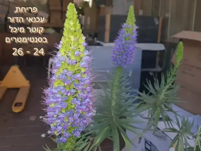 פריחת עכנאי הדור