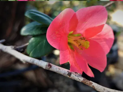 פריחה ורודה של פריש יפני