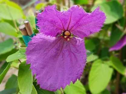פריחה של דלכמפיה מתיאה פרפר סגול