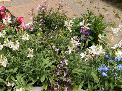 פריחה בשלל צבעים במשתלה