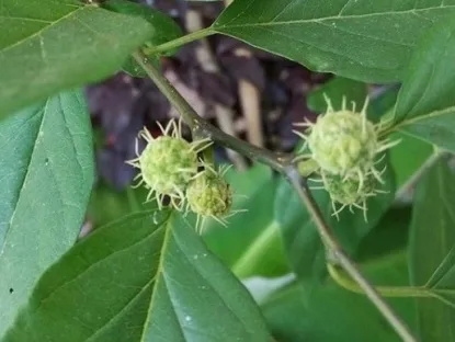 צ'ה תות מלוני