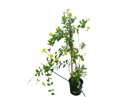 מנדוילה הדורה צהובה