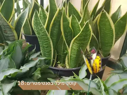 סנסיווריה כידונן צהוב שוליים ע' 18