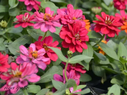 פריחת ציניה בגוני ורוד שונים