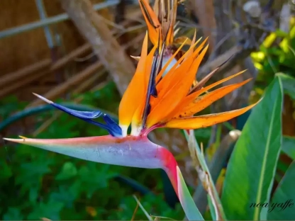 סטרליציה המלכה (גן עדן)