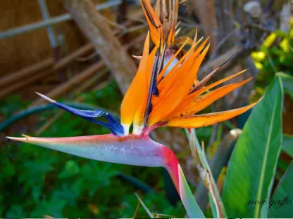 סטרליציה המלכה (גן עדן)