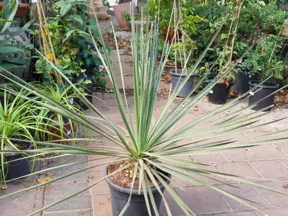 ציצנית משורית