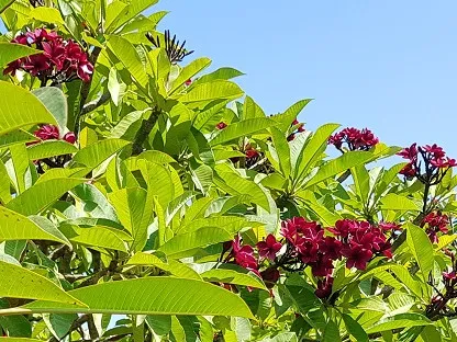 פלומריה ריחנית 'צ'ריס', צ'יריס