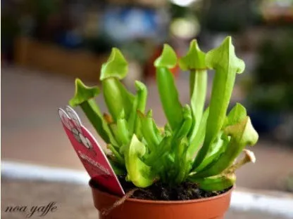 צמחי בית, סוקולנטים וסידורי פרחים