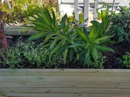 צמחיה נמוכה באדנית עץ