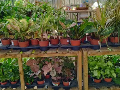 מונסטרה יפה מאנקי מאסק