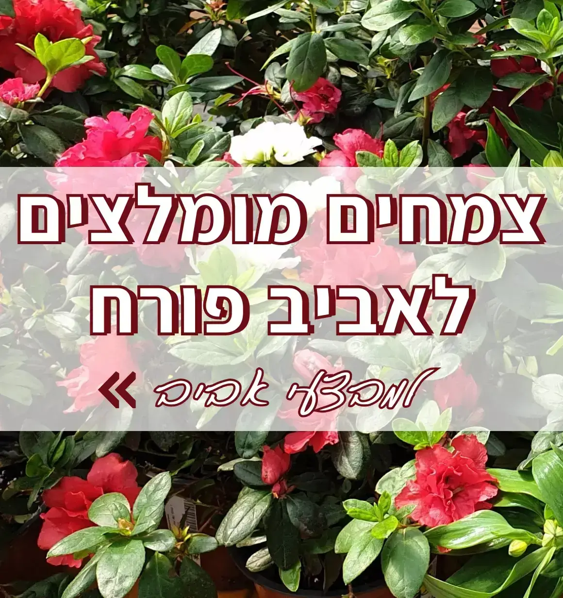 מבצעים לחג הפסח ומגוון מתנות לחג האביב - גינות סוקולנטים, צמחי בית שונים מוכנים כמתנה לחג בכלים נאים