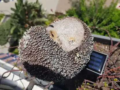 קיפוד סולרי לנוי לגן ולאדניות עם מוט נעיצה