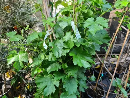 גפן היין `קברנה-סוביניון`