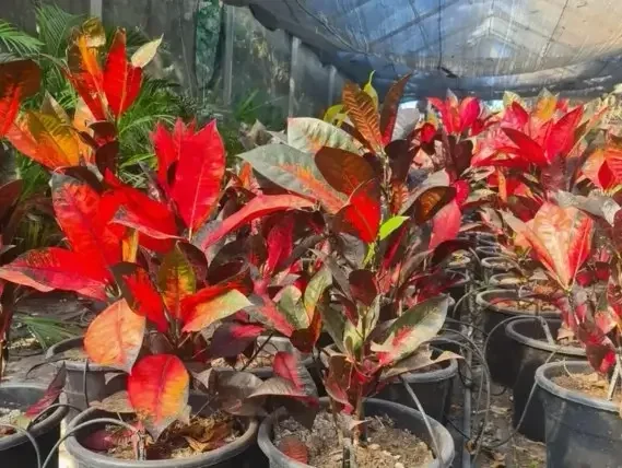 קודן איסטון קרוטון אדום עלווה צבעונית לגינה