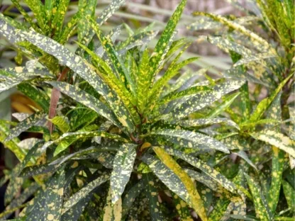 קרוטון קודן גולד פינגר