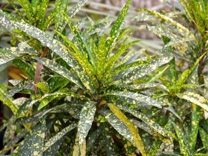 קודן מגוון מצויר מנוקד 'גולד פינגר'