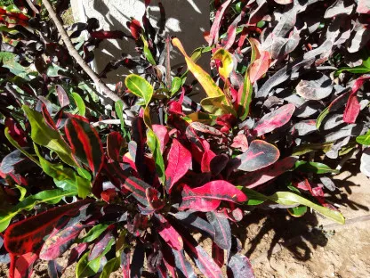 קודן מגוון-מצויר 'מסולסל '